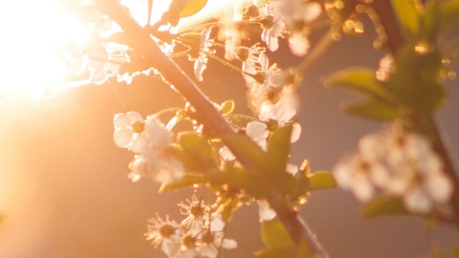 Spring Maintenance Tips for Rental Properties